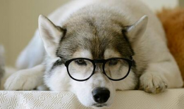 狗狗视频大全搞笑,萌宠视频大全笑料十足